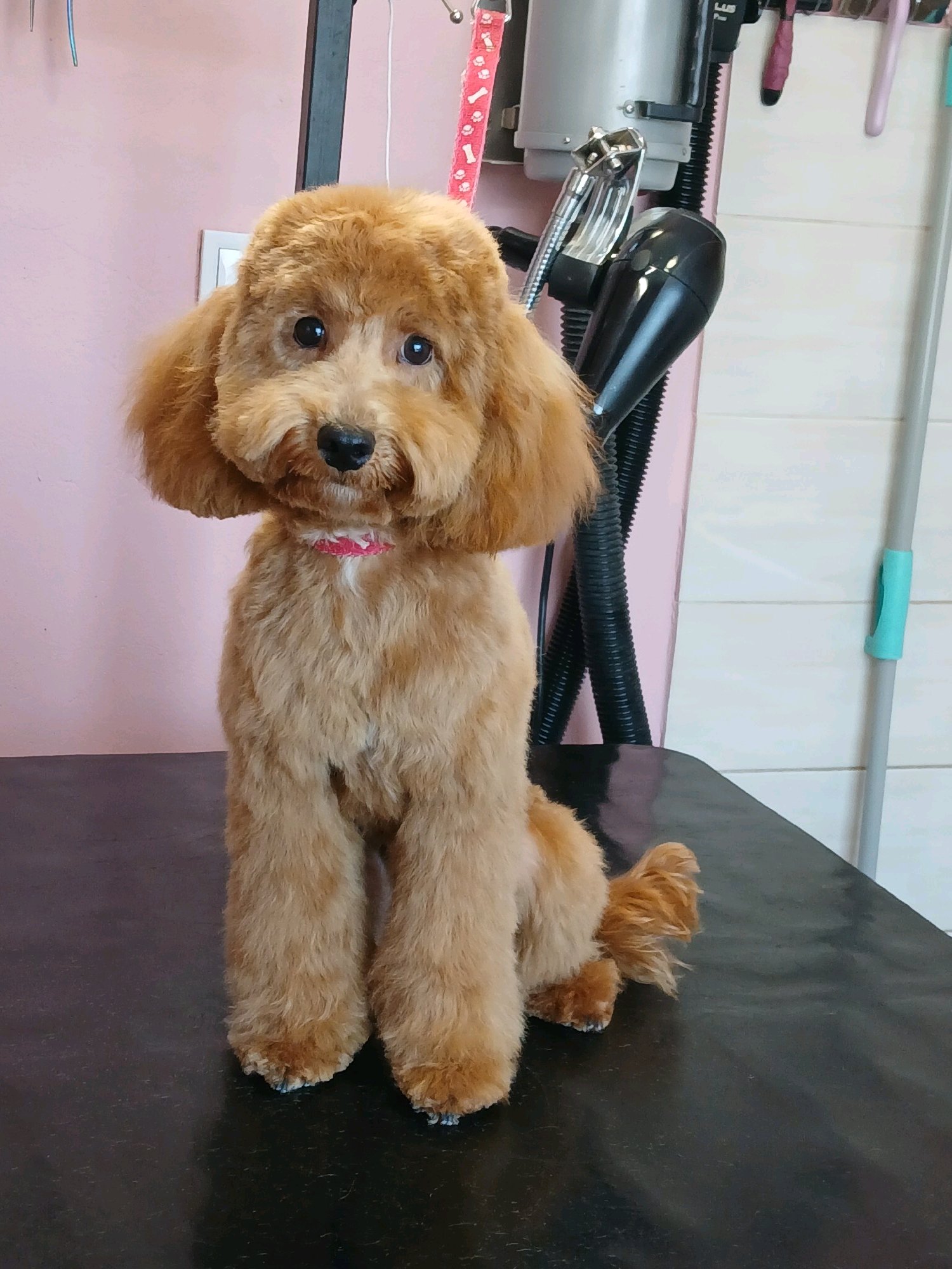 Mini Kutyakozmetika Debrecen galéria