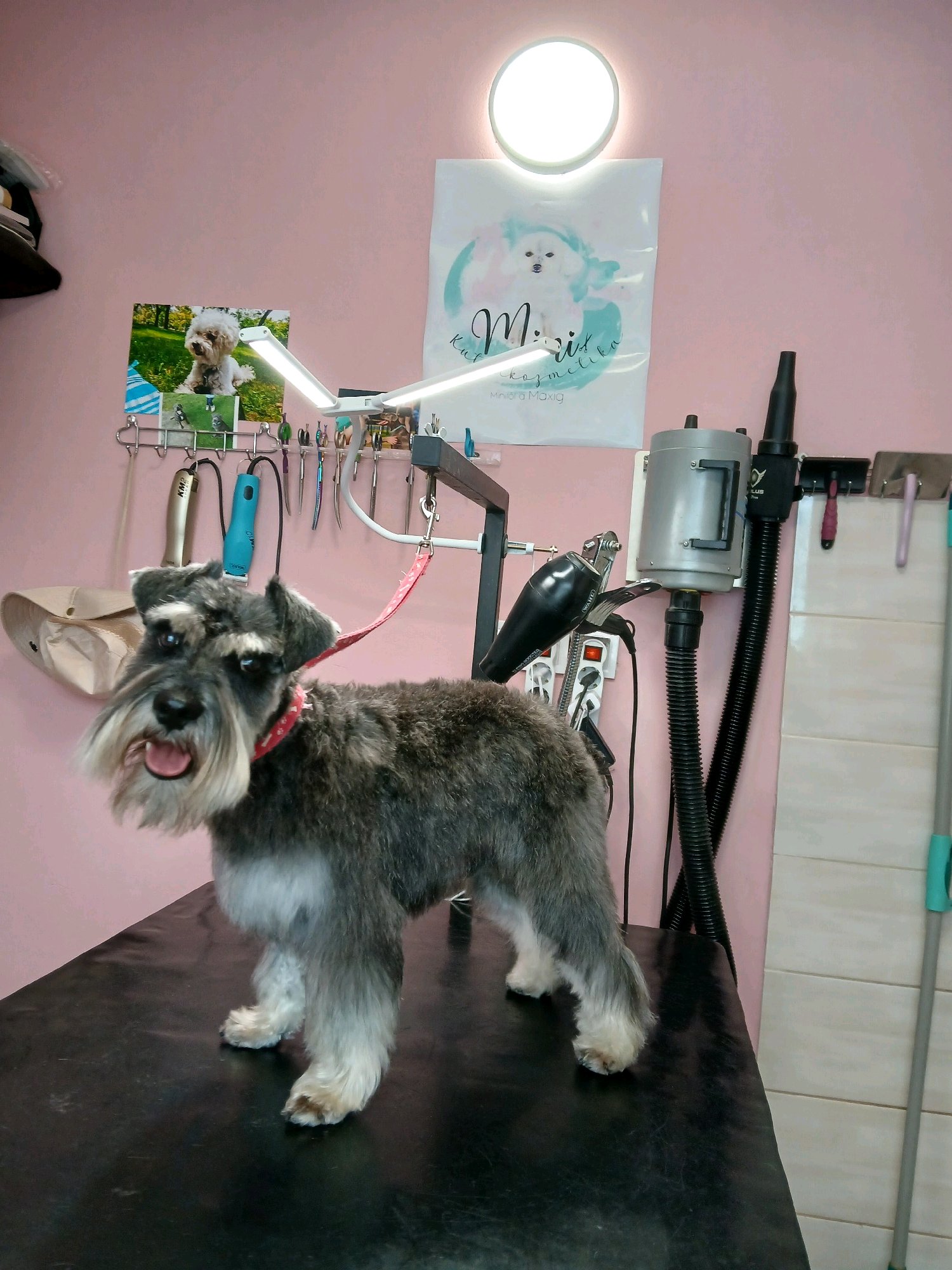 Mini Kutyakozmetika Debrecen galéria