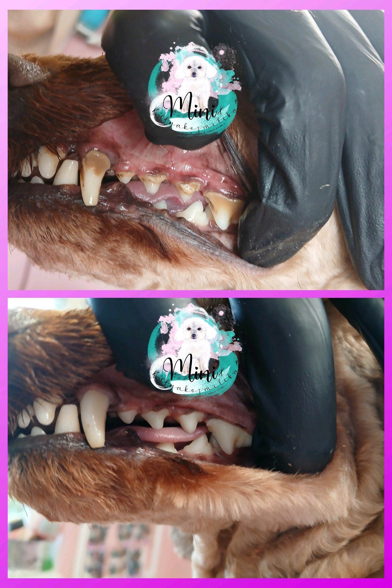 Mini Kutyakozmetika Debrecen galéria