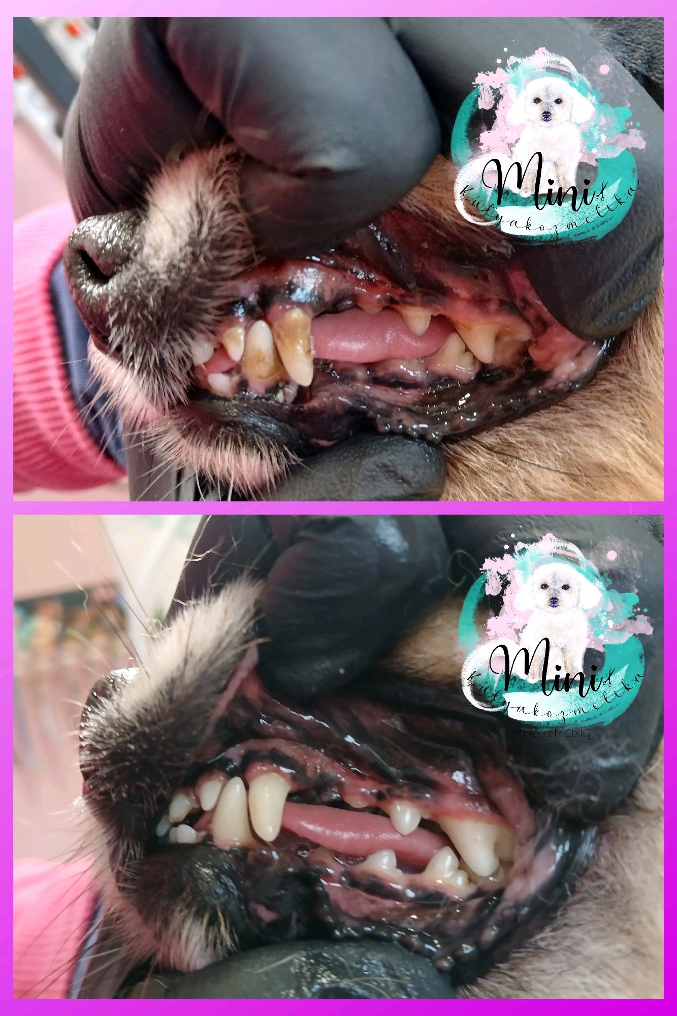 Mini Kutyakozmetika Debrecen galéria