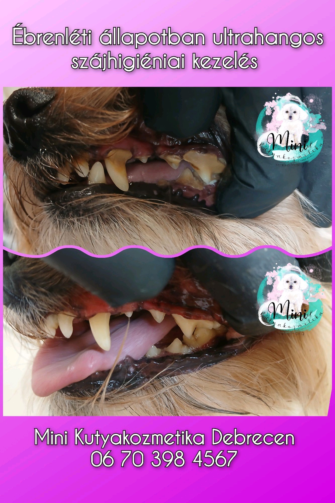 Mini Kutyakozmetika Debrecen galéria