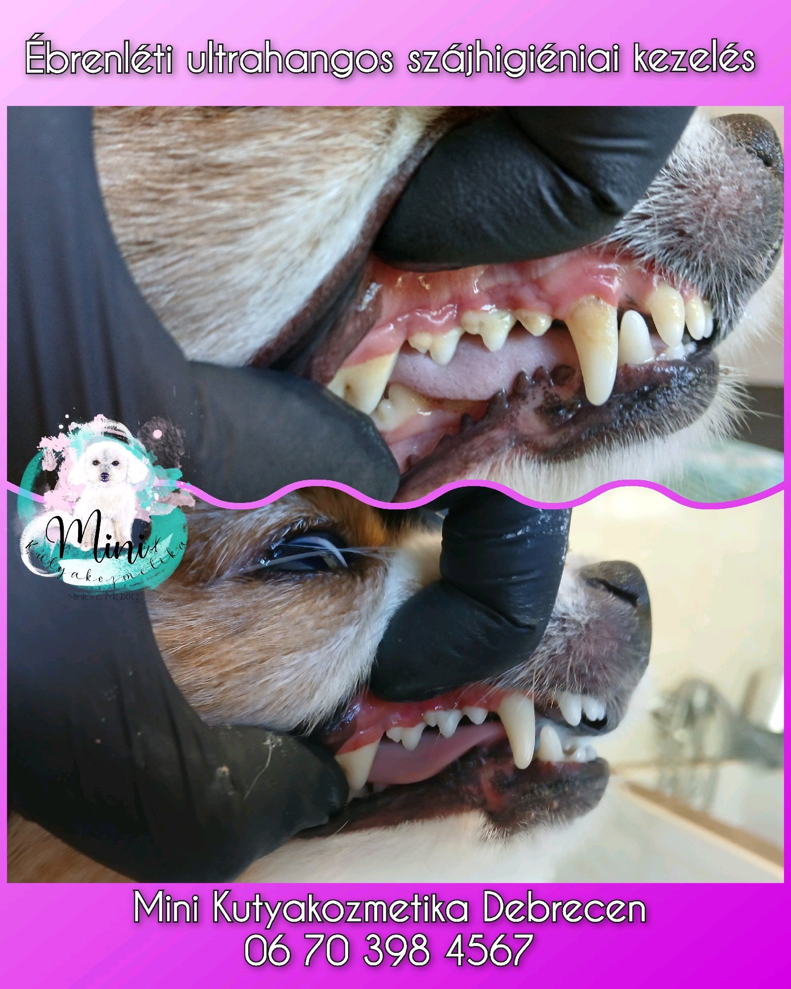 Mini Kutyakozmetika Debrecen galéria