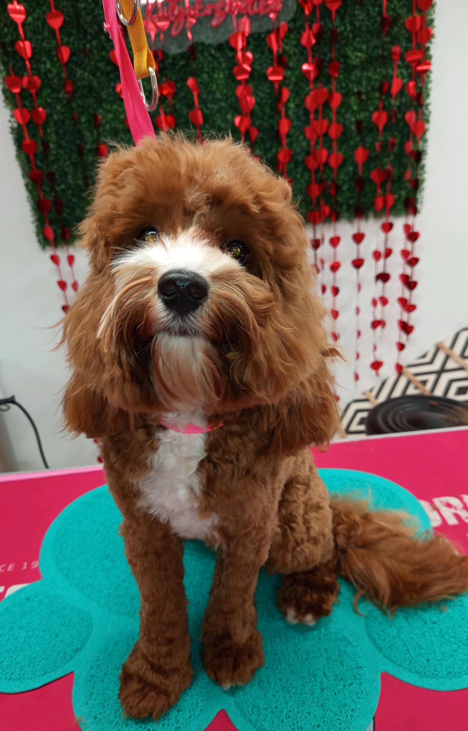 Gubanc kutyakozmetika Százhalombatta galéria