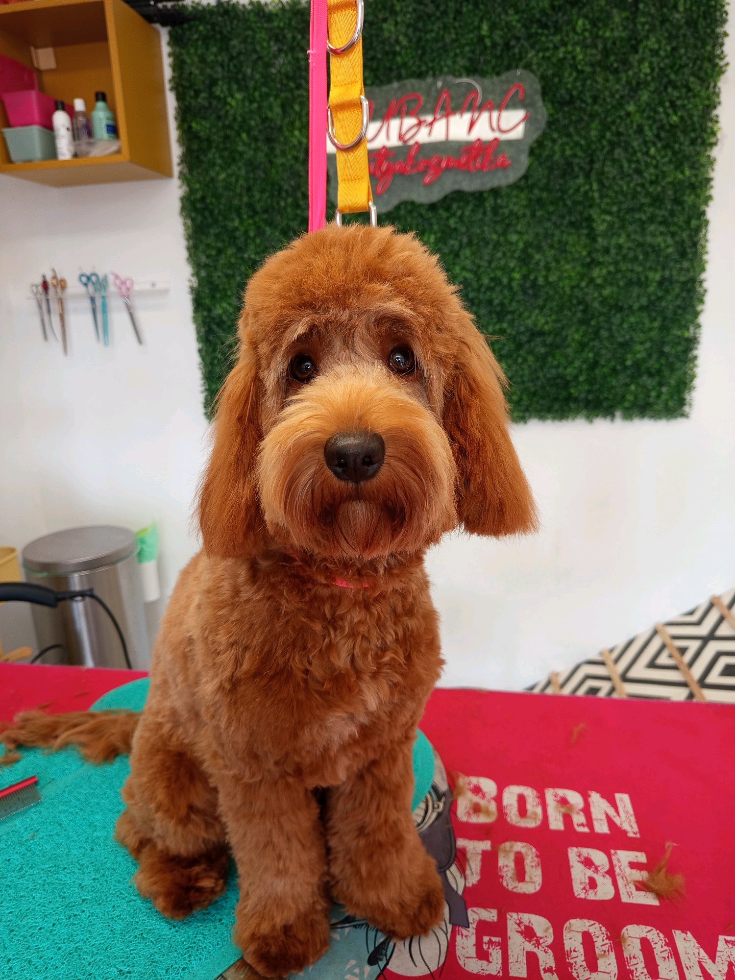 Gubanc kutyakozmetika Százhalombatta galéria