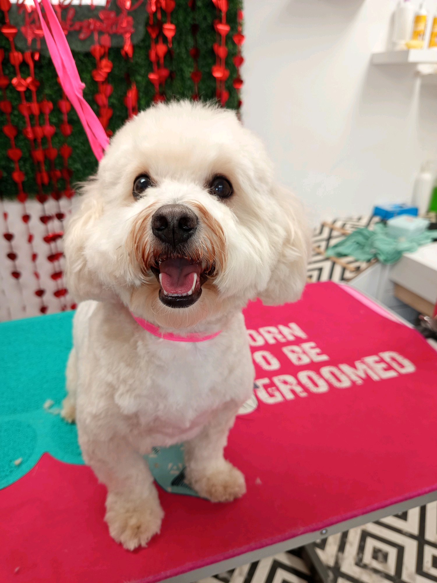 Gubanc kutyakozmetika Százhalombatta galéria