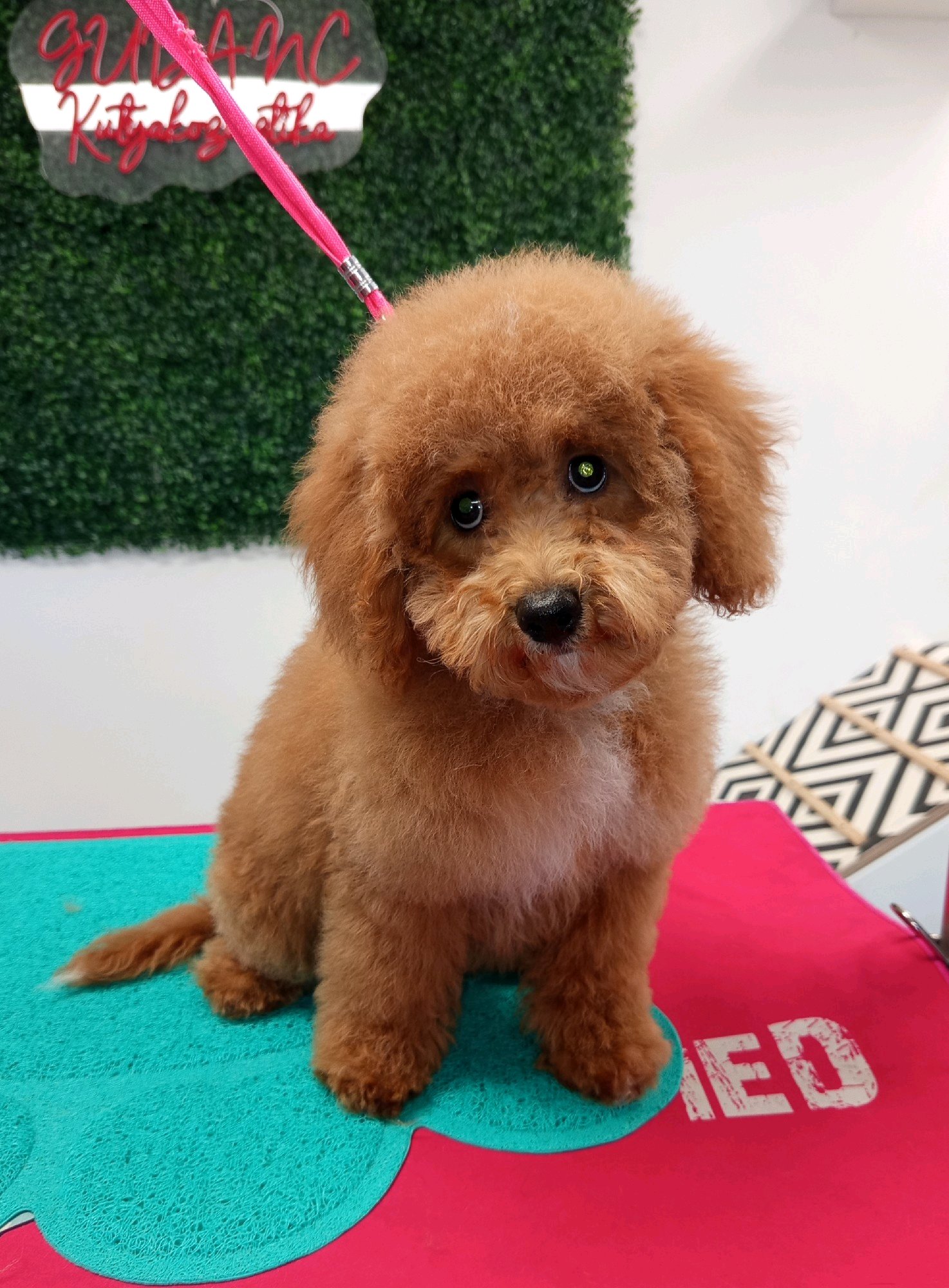 Gubanc kutyakozmetika Százhalombatta galéria