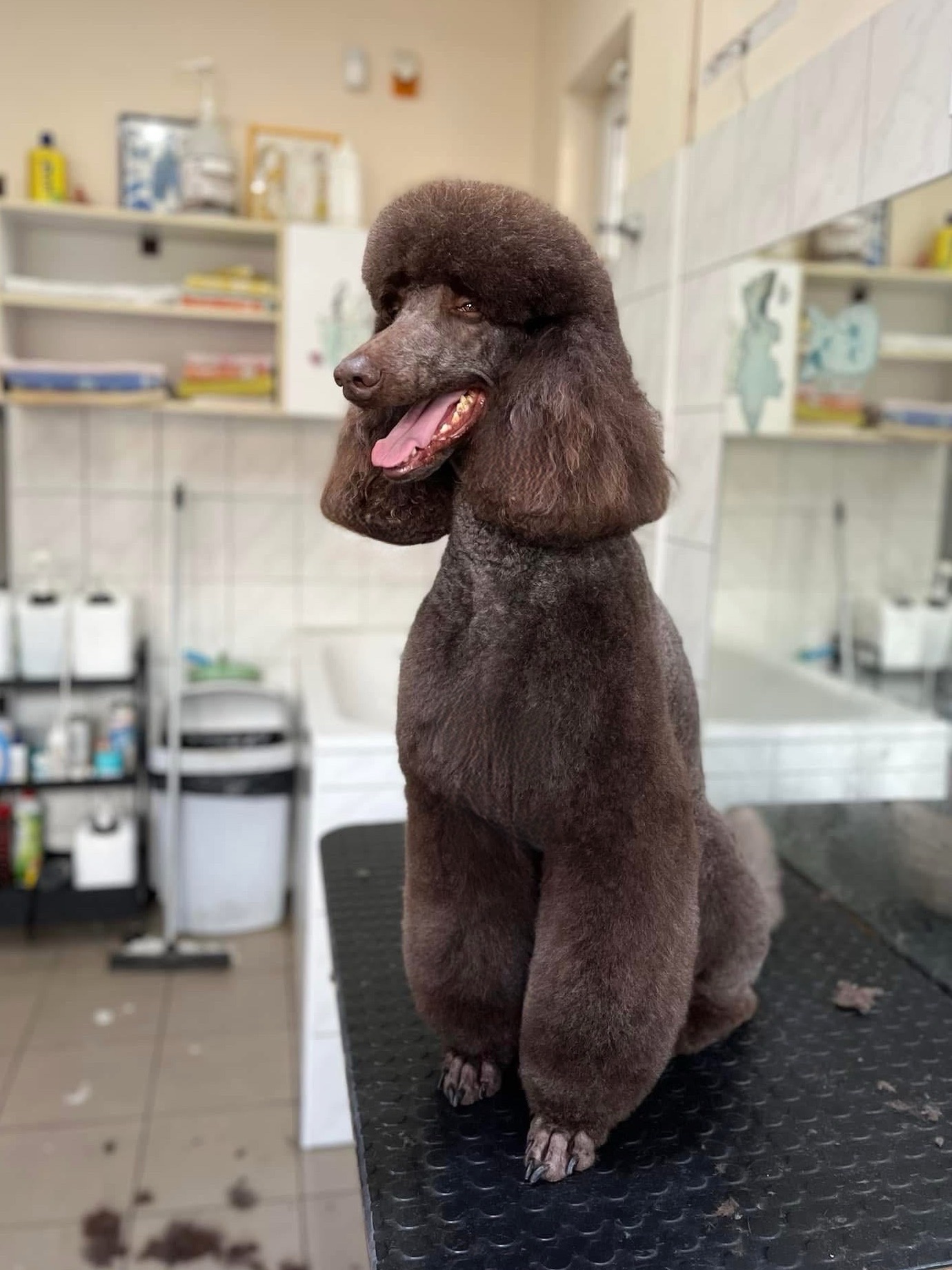 Markovics Valentina Kutyakozmetika galéria