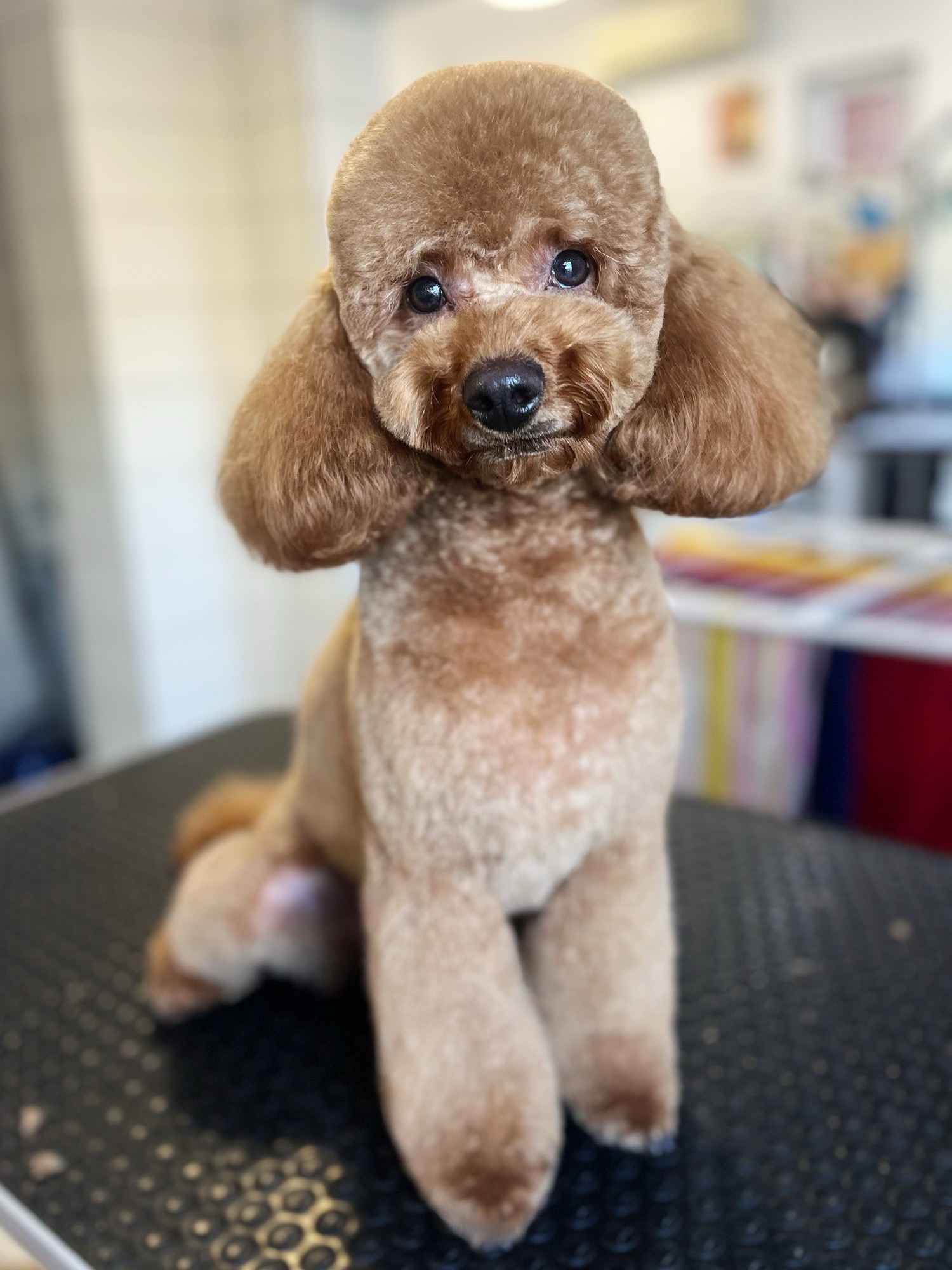 Markovics Valentina Kutyakozmetika galéria