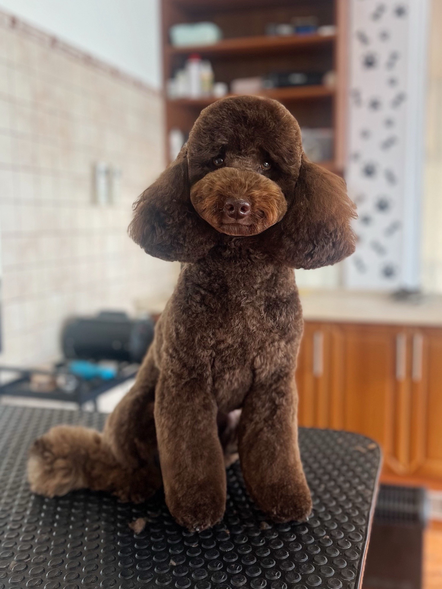 Markovics Valentina Kutyakozmetika galéria