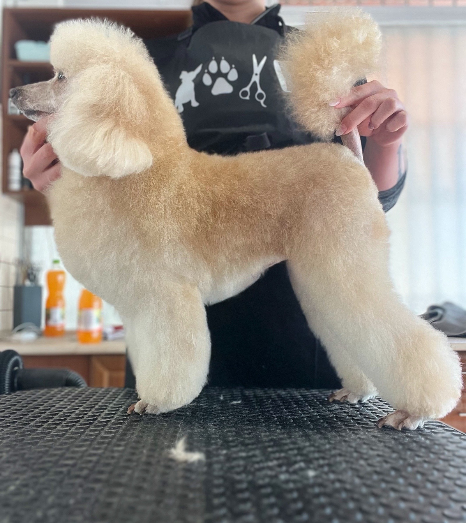 Markovics Valentina Kutyakozmetika galéria