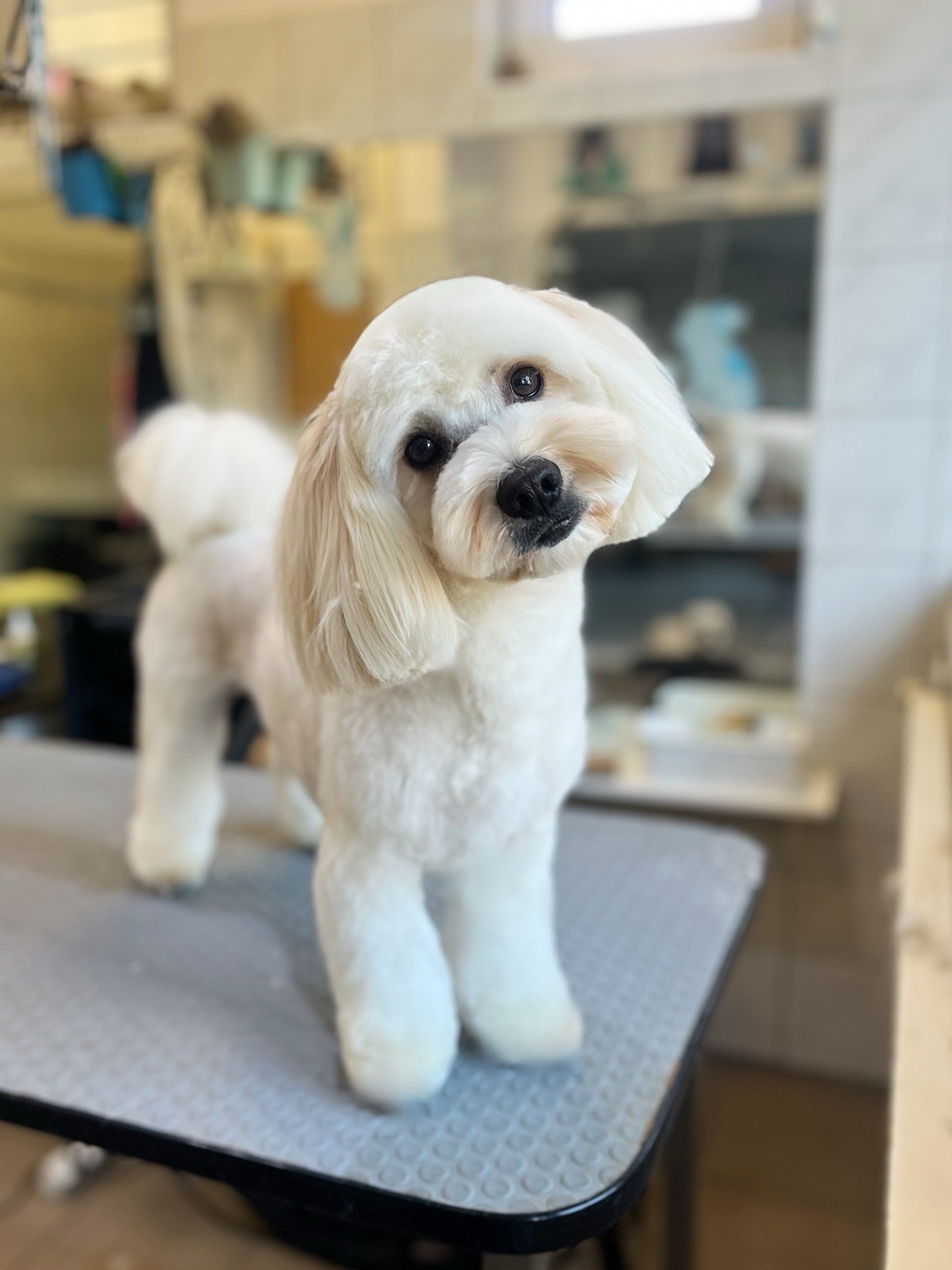 Markovics Valentina Kutyakozmetika galéria