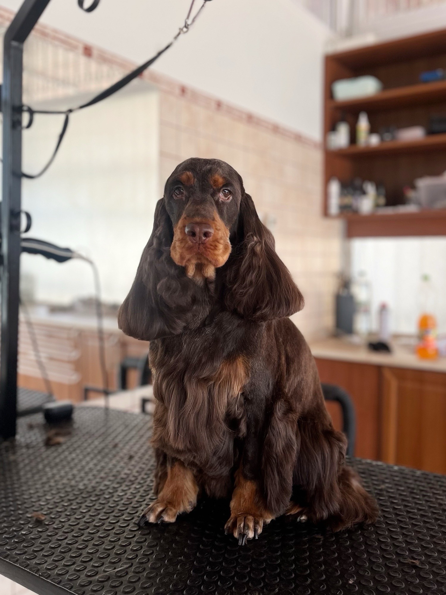 Markovics Valentina Kutyakozmetika galéria