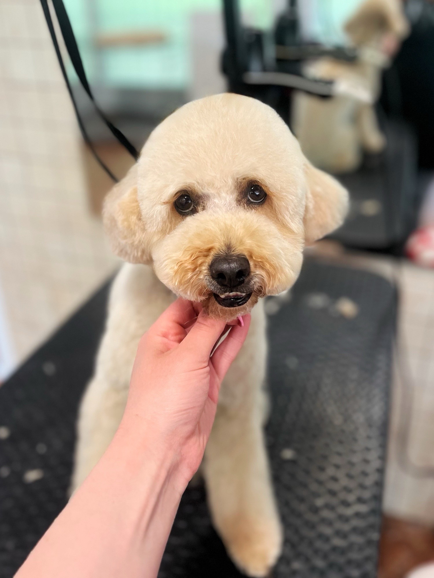 Markovics Valentina Kutyakozmetika galéria