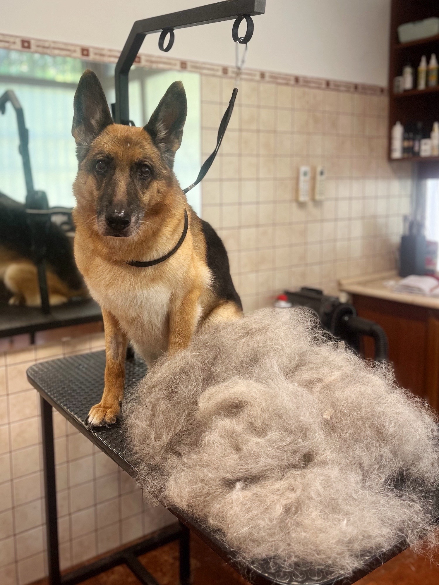 Markovics Valentina Kutyakozmetika galéria