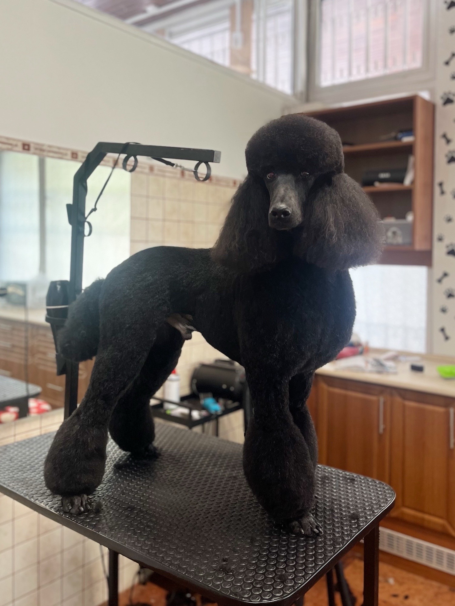 Markovics Valentina Kutyakozmetika galéria