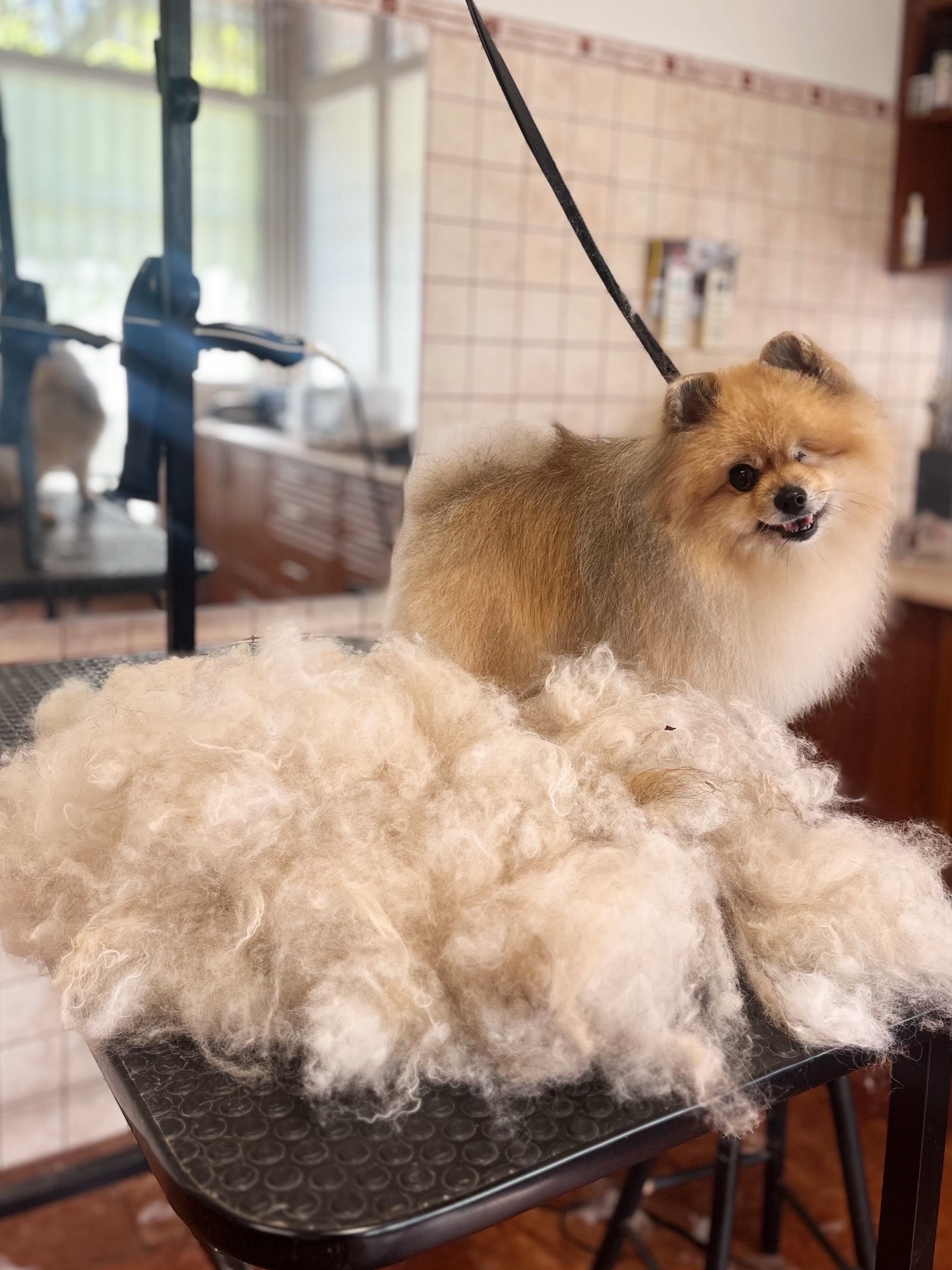 Markovics Valentina Kutyakozmetika galéria