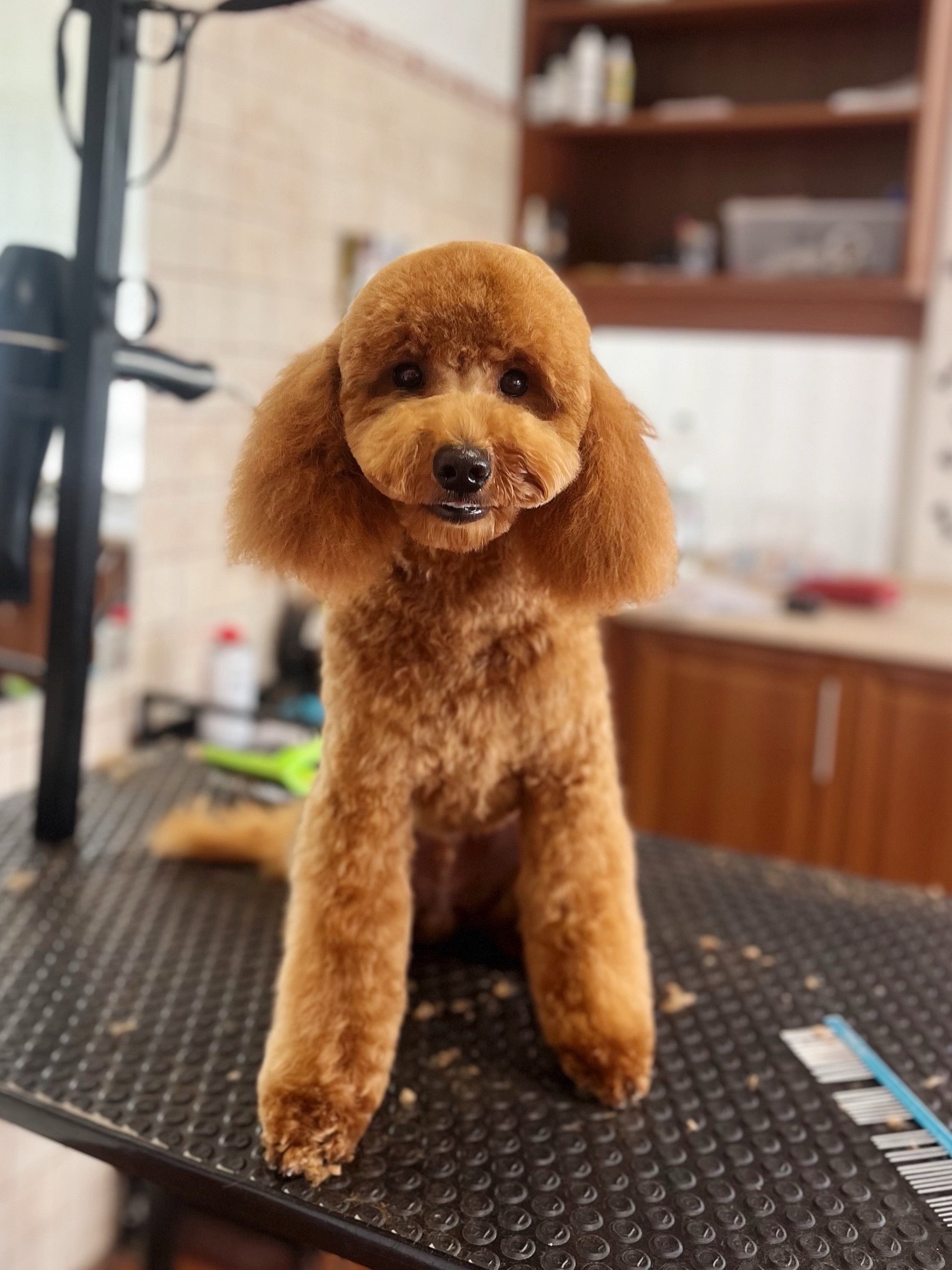 Markovics Valentina Kutyakozmetika galéria