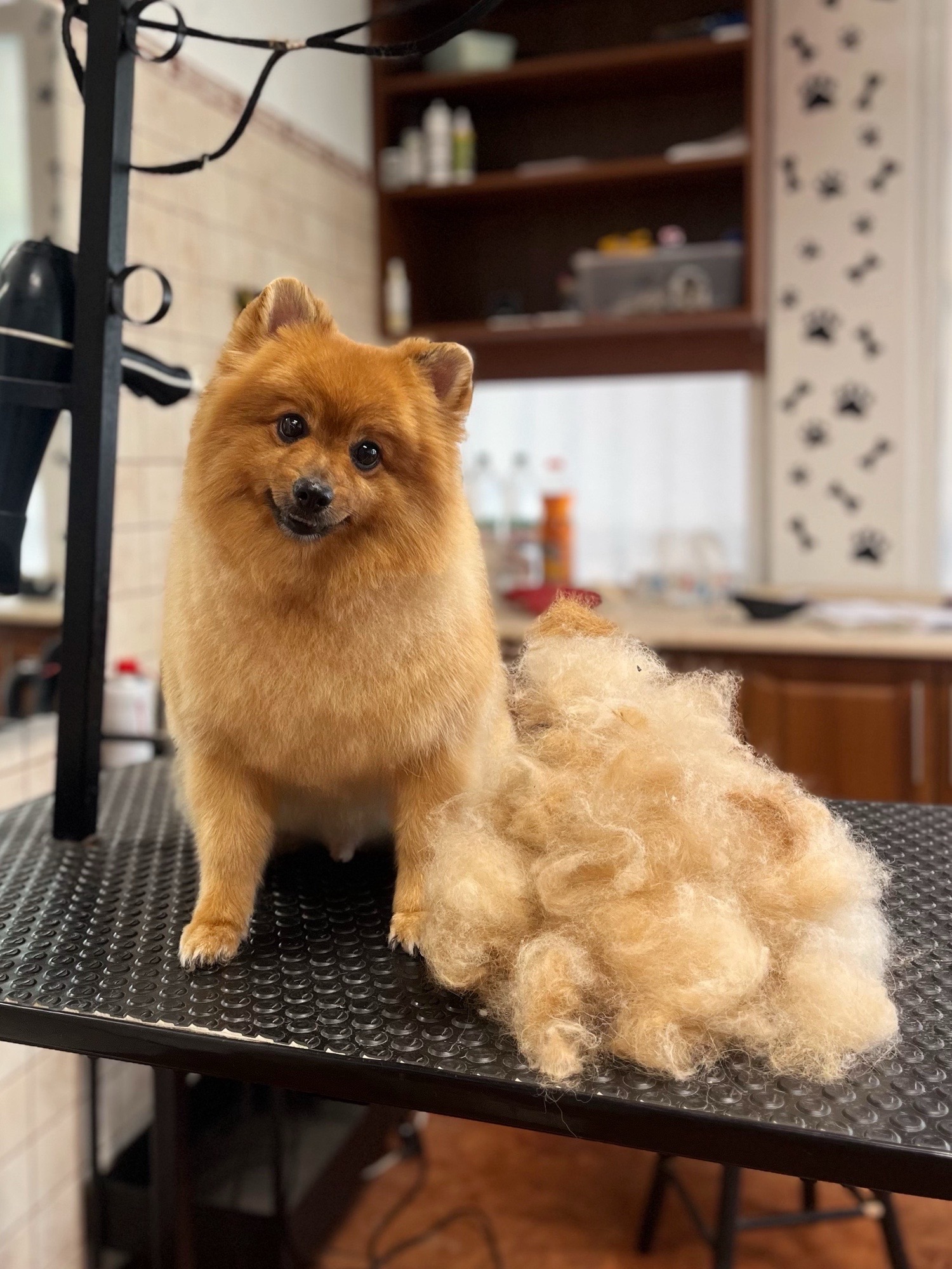 Markovics Valentina Kutyakozmetika galéria