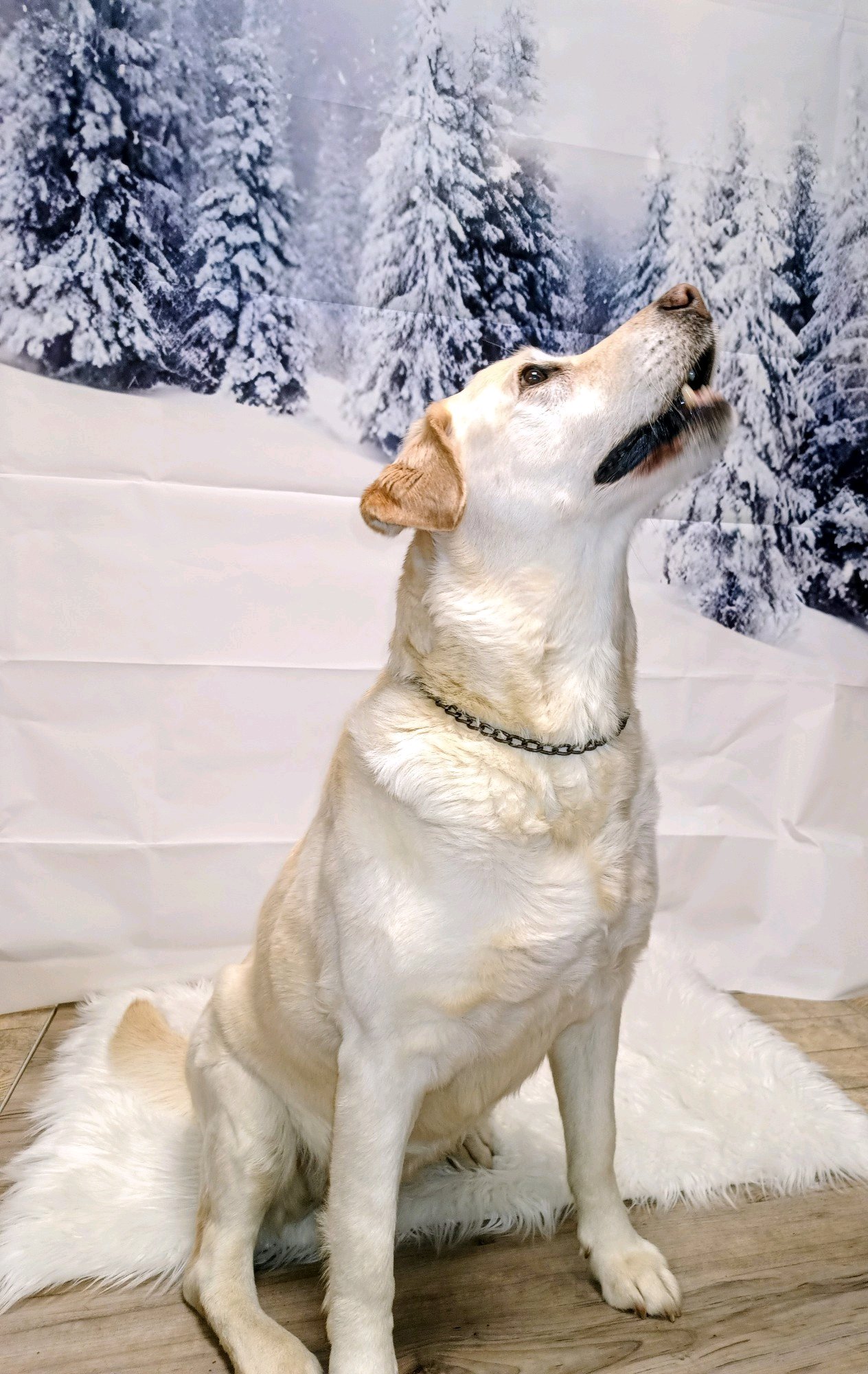 TOP'ILLA ÁLLATKOZMETIKA galéria