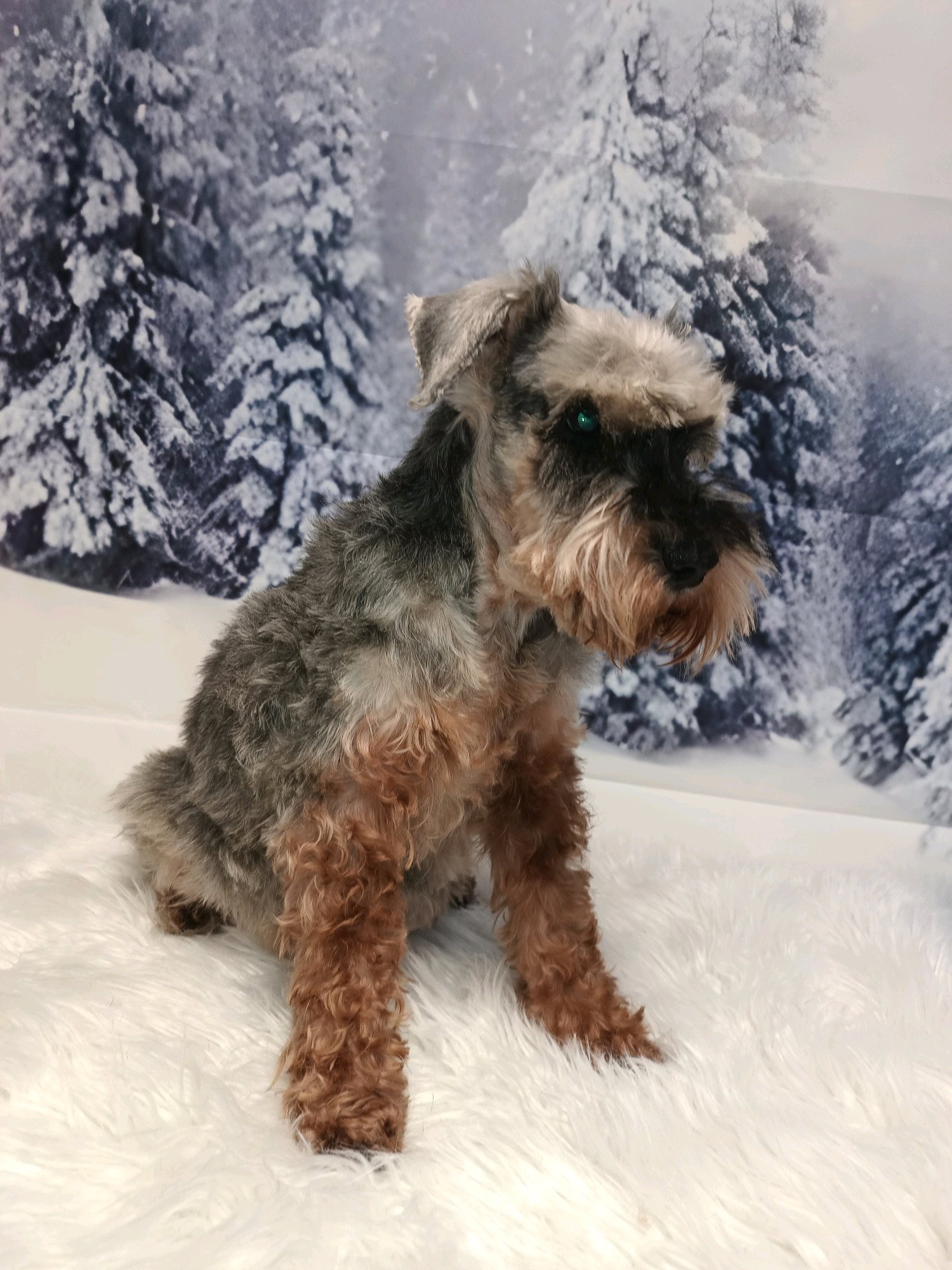 TOP'ILLA ÁLLATKOZMETIKA galéria