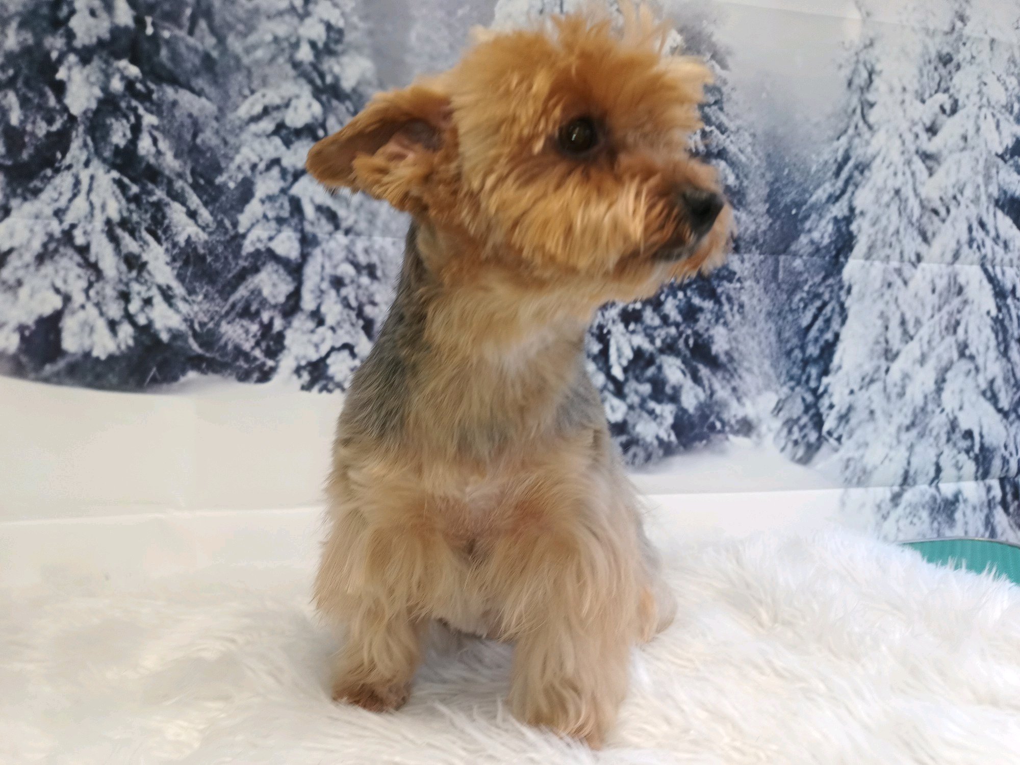 TOP'ILLA ÁLLATKOZMETIKA galéria