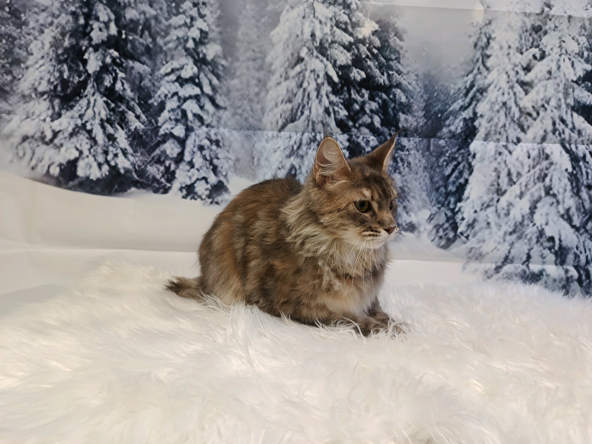 TOP'ILLA ÁLLATKOZMETIKA galéria