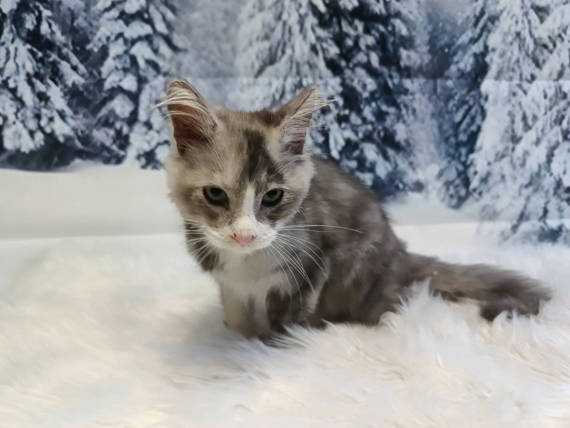 TOP'ILLA ÁLLATKOZMETIKA galéria