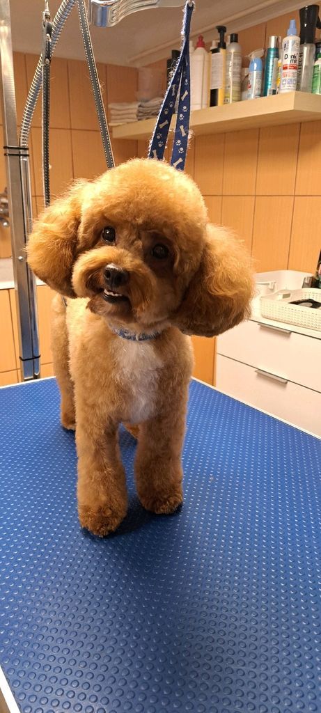 Farkas Piroska galéria