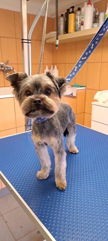 Farkas Piroska galéria