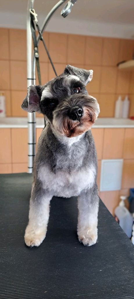 Farkas Piroska galéria