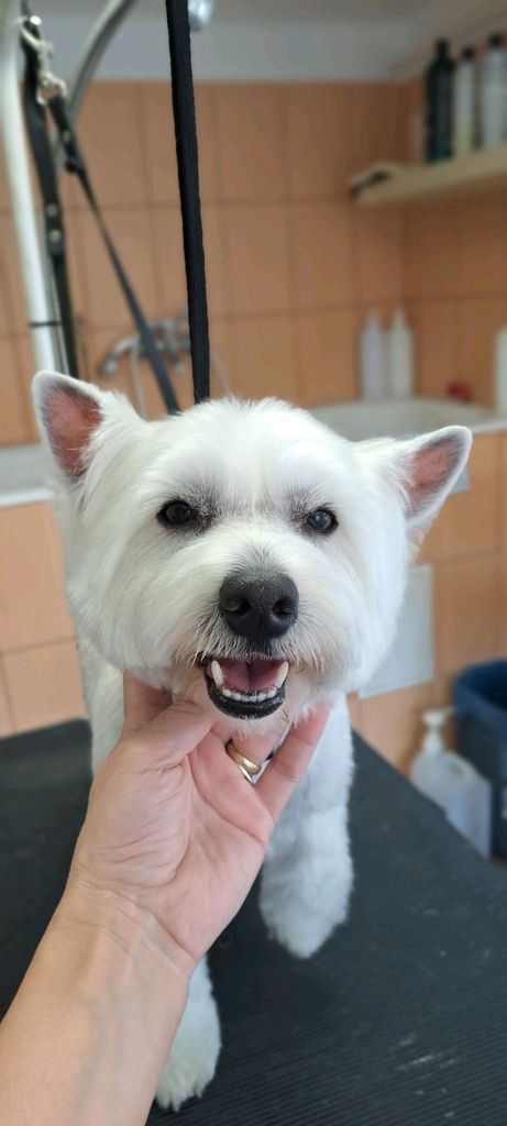 Farkas Piroska galéria