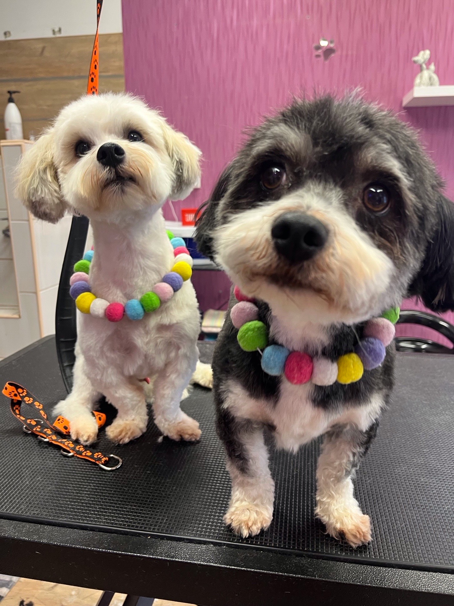 Woffancs kutyakozmetika