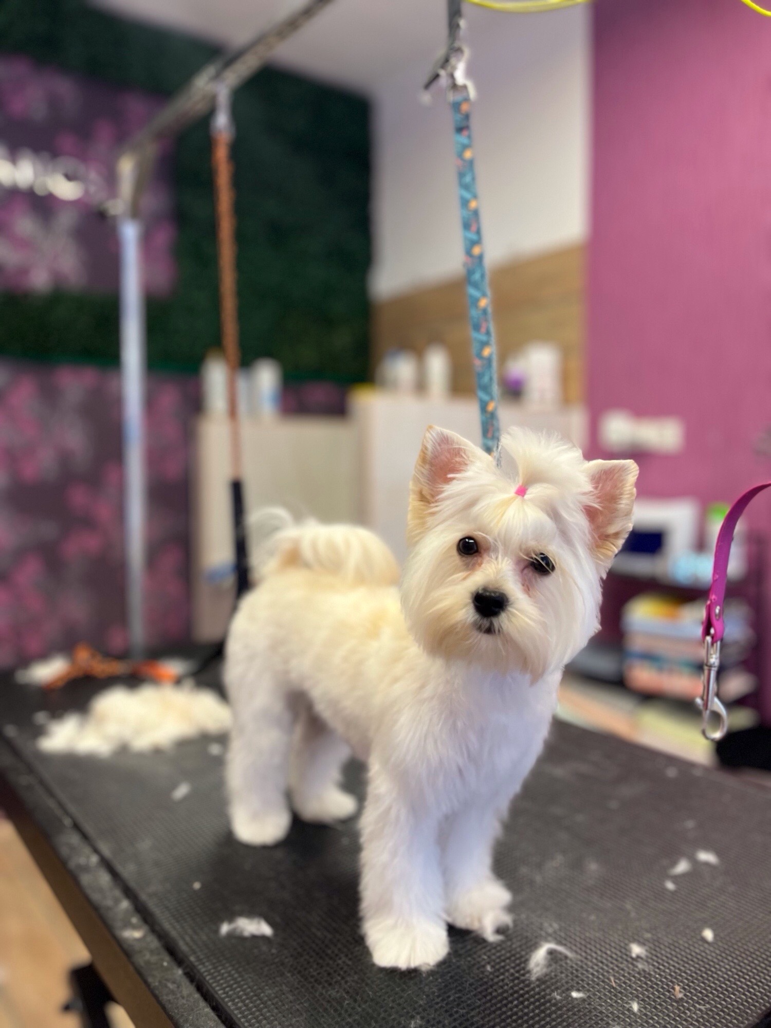 Woffancs kutyakozmetika galéria