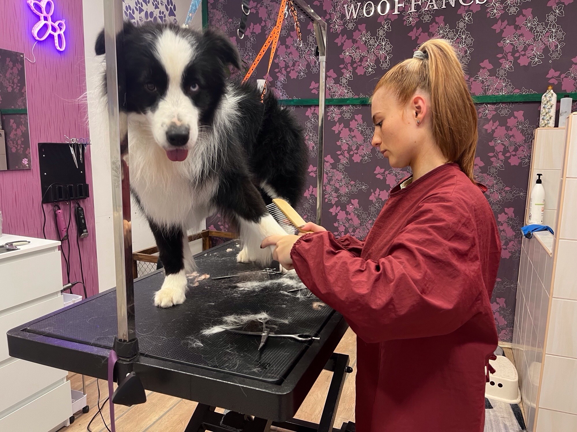 Woffancs kutyakozmetika galéria