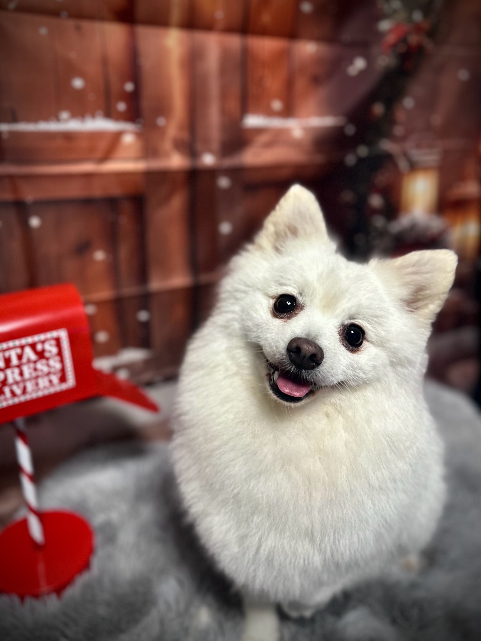 Vénusz kutyakozmetika Makó