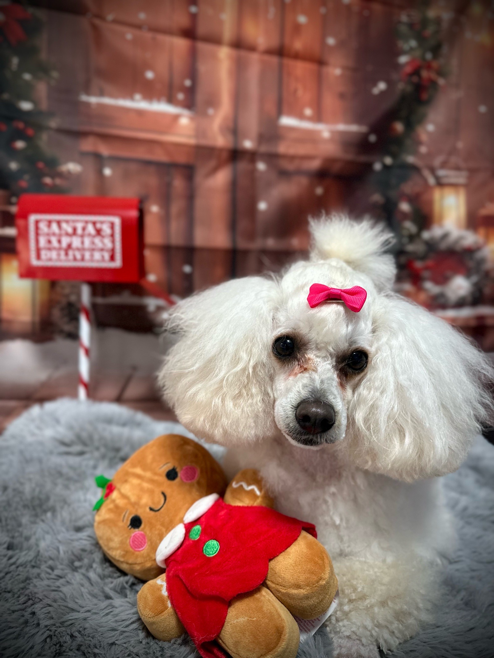 Vénusz kutyakozmetika Makó galéria