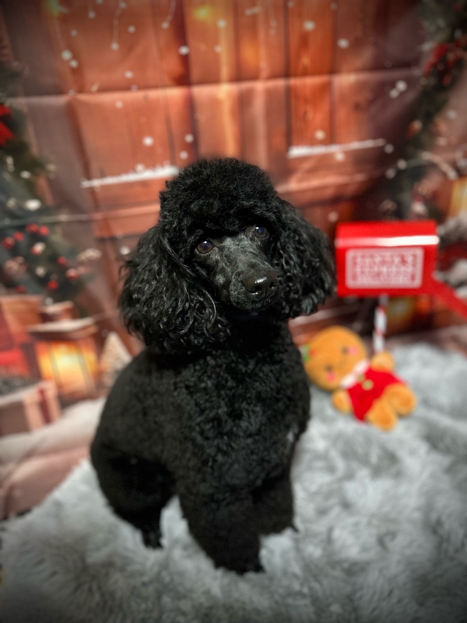 Vénusz kutyakozmetika Makó galéria