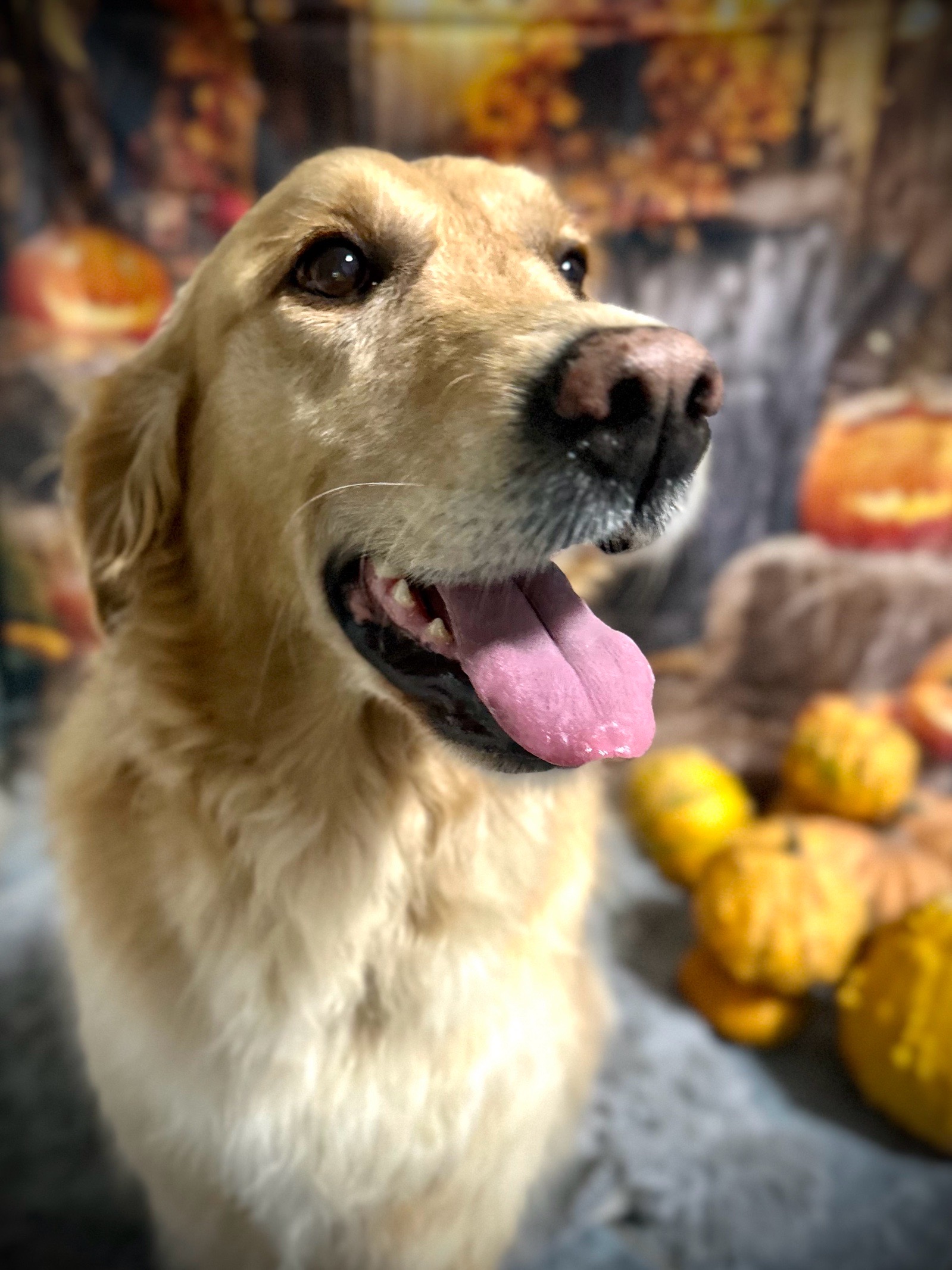 Vénusz kutyakozmetika Makó galéria