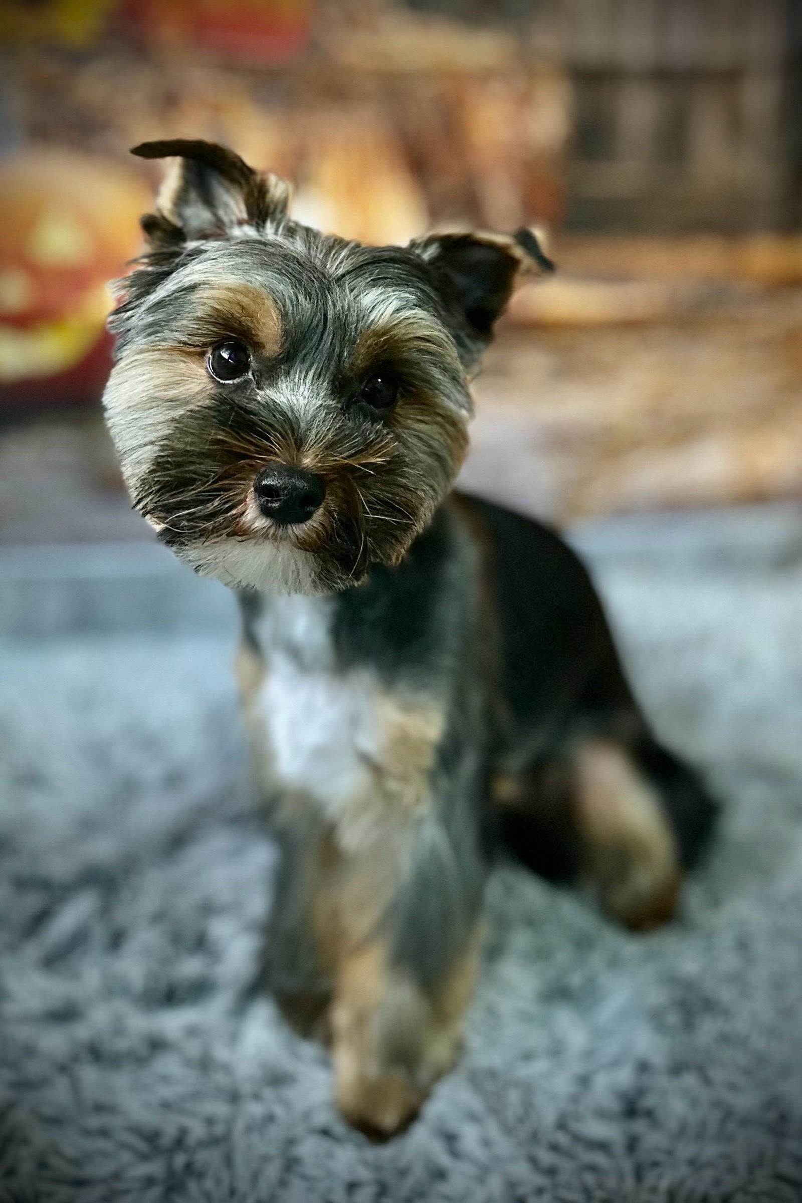 Vénusz kutyakozmetika Makó galéria