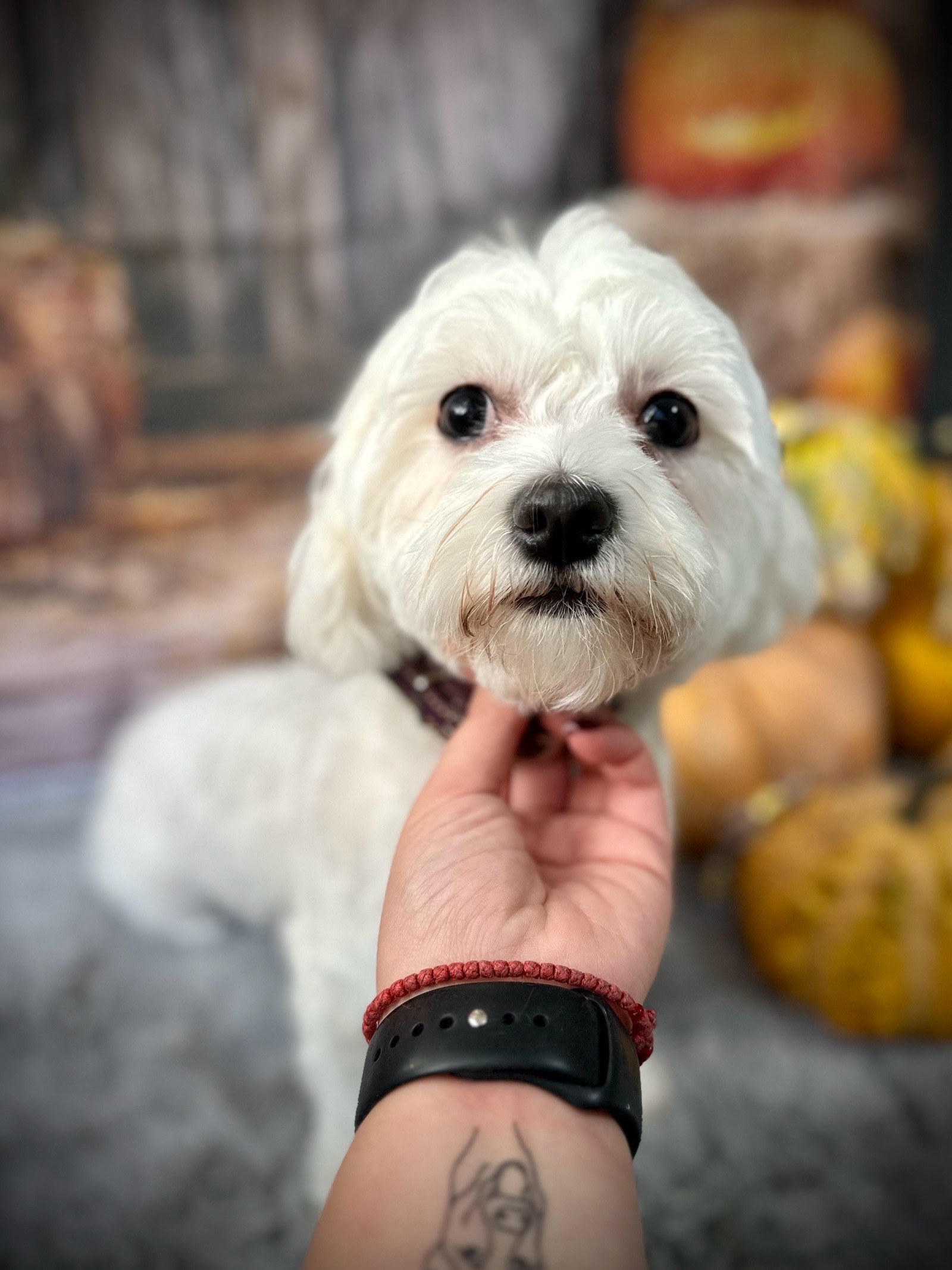 Vénusz kutyakozmetika Makó galéria