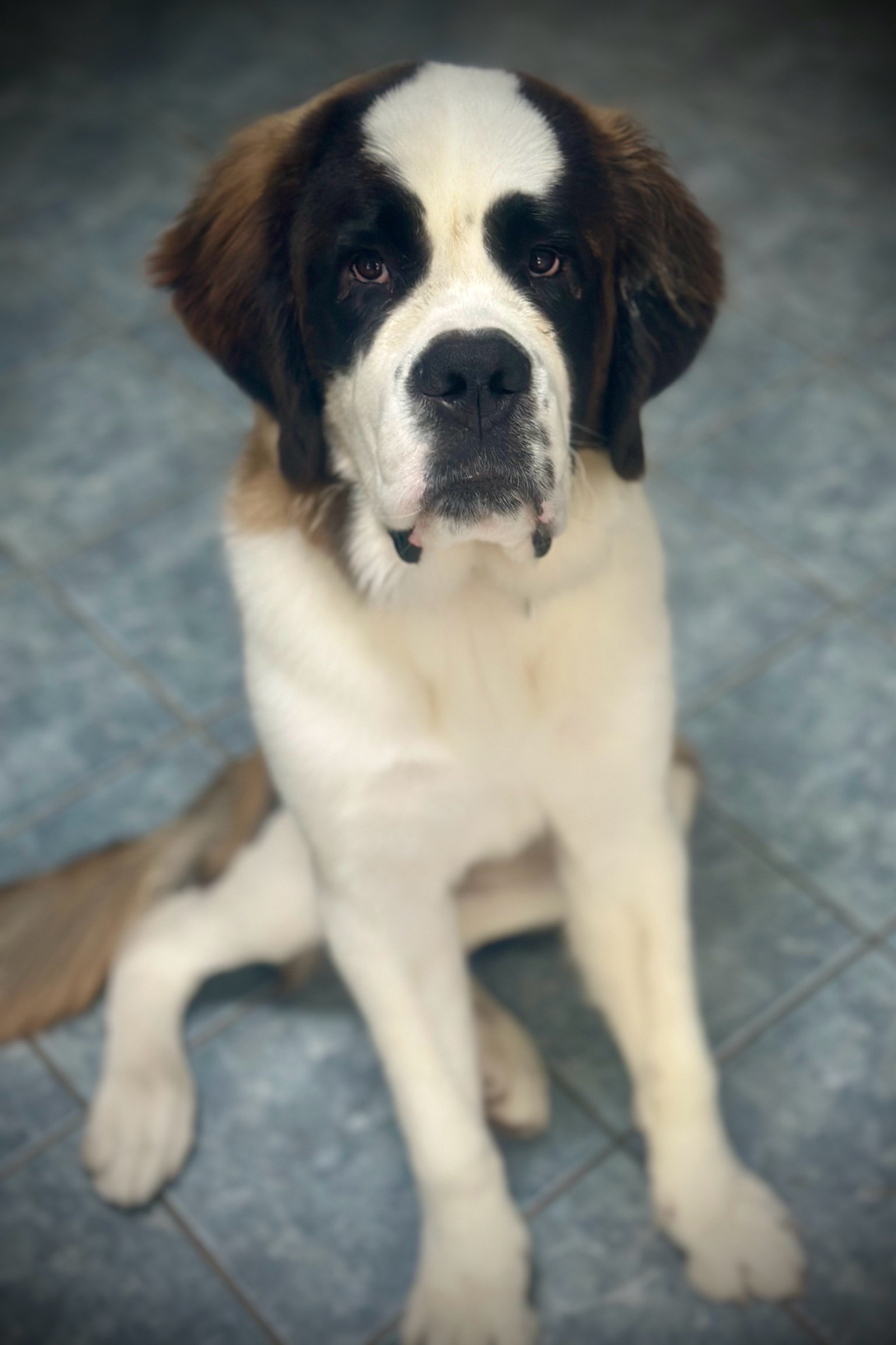 Vénusz kutyakozmetika Makó galéria