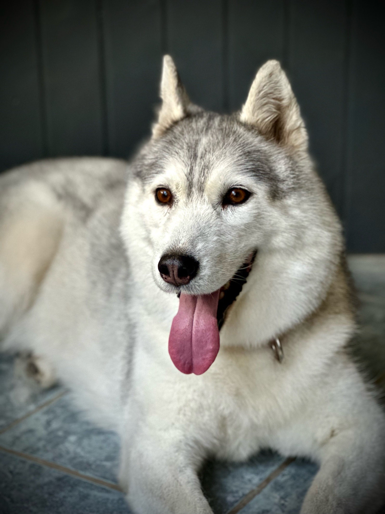 Vénusz kutyakozmetika Makó galéria