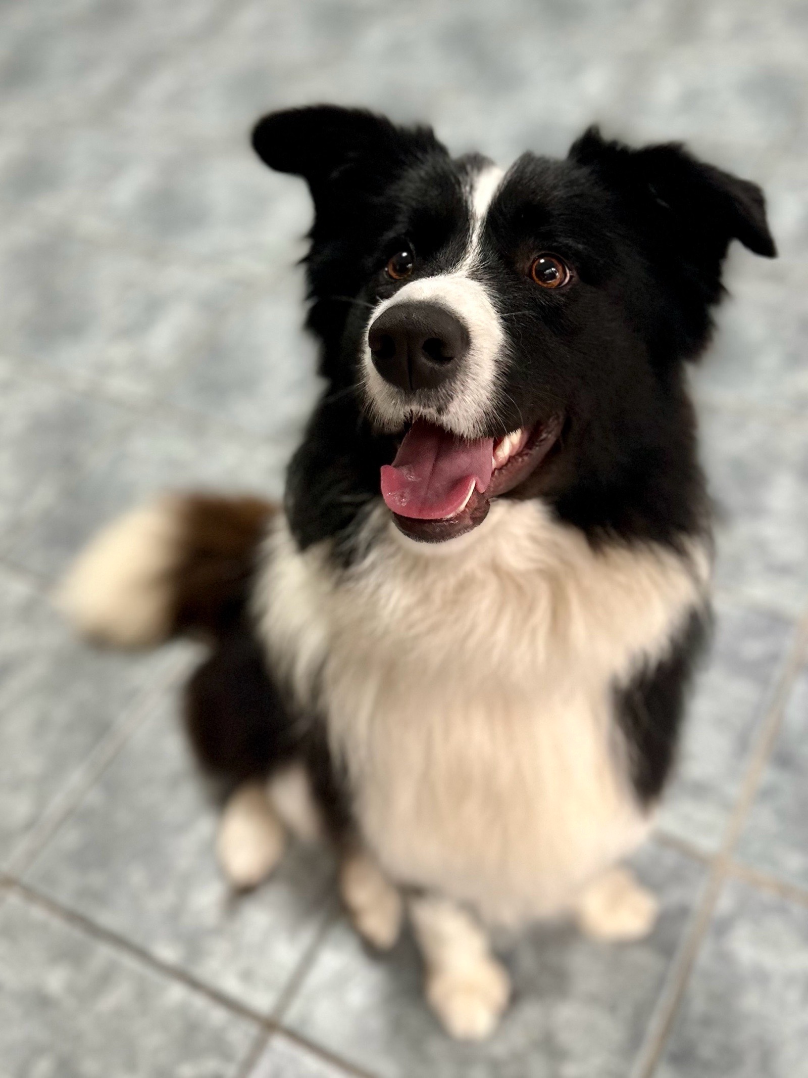 Vénusz kutyakozmetika Makó galéria