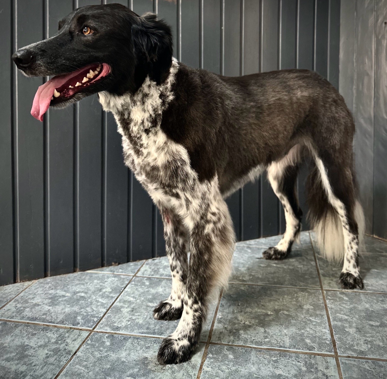 Vénusz kutyakozmetika Makó galéria