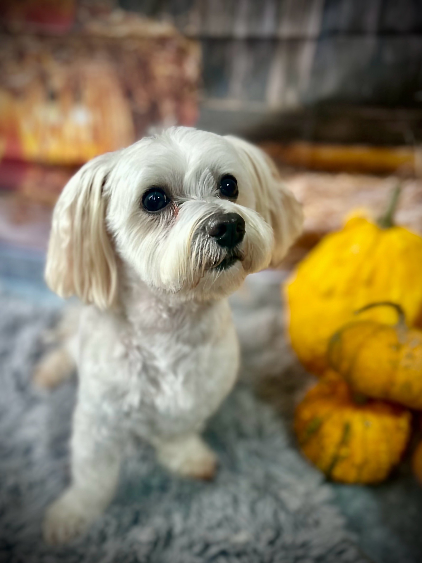 Vénusz kutyakozmetika Makó galéria