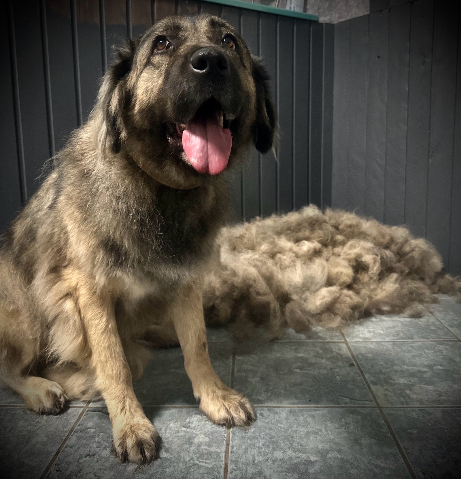 Vénusz kutyakozmetika Makó galéria