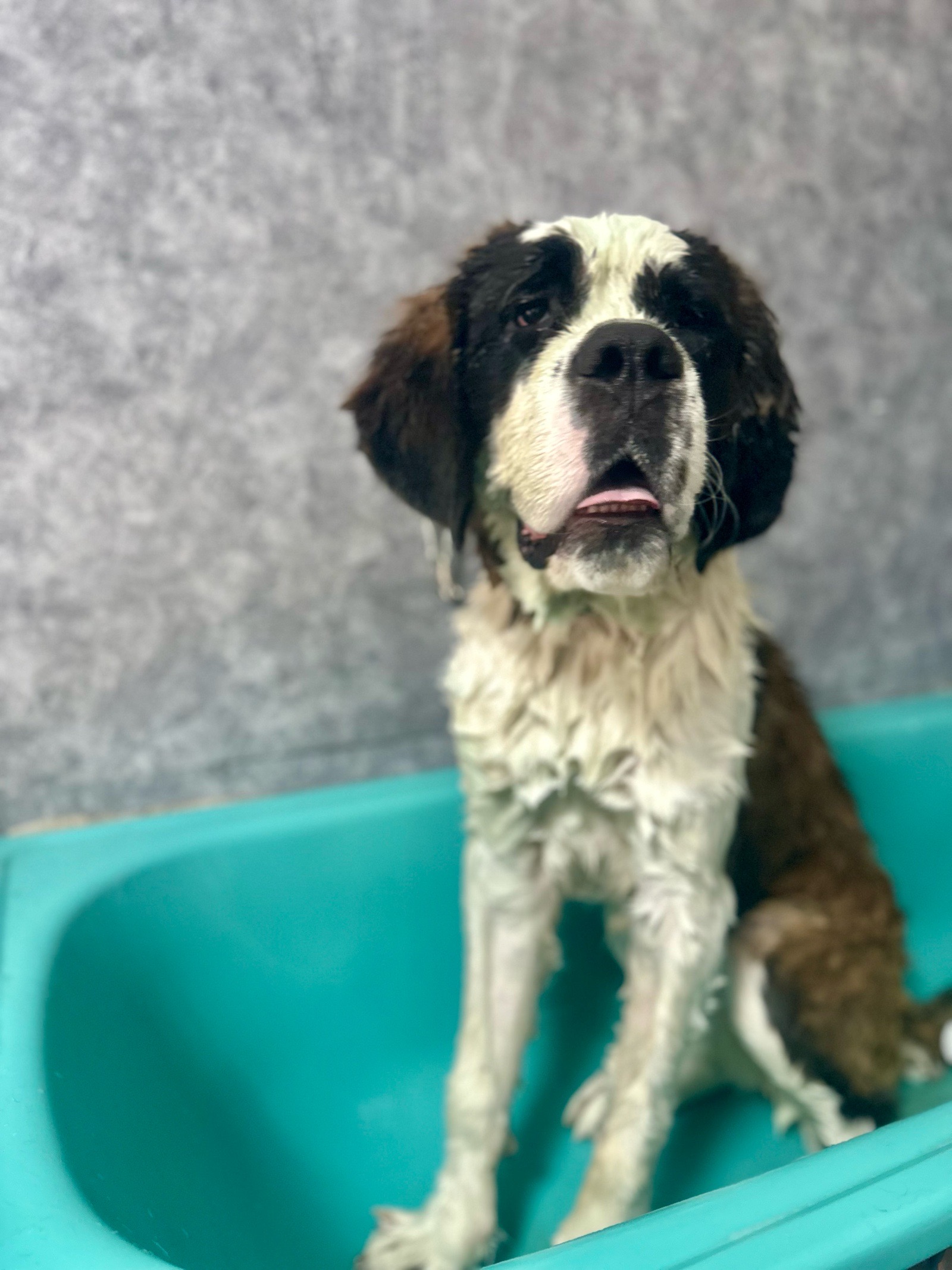 Vénusz kutyakozmetika Makó galéria