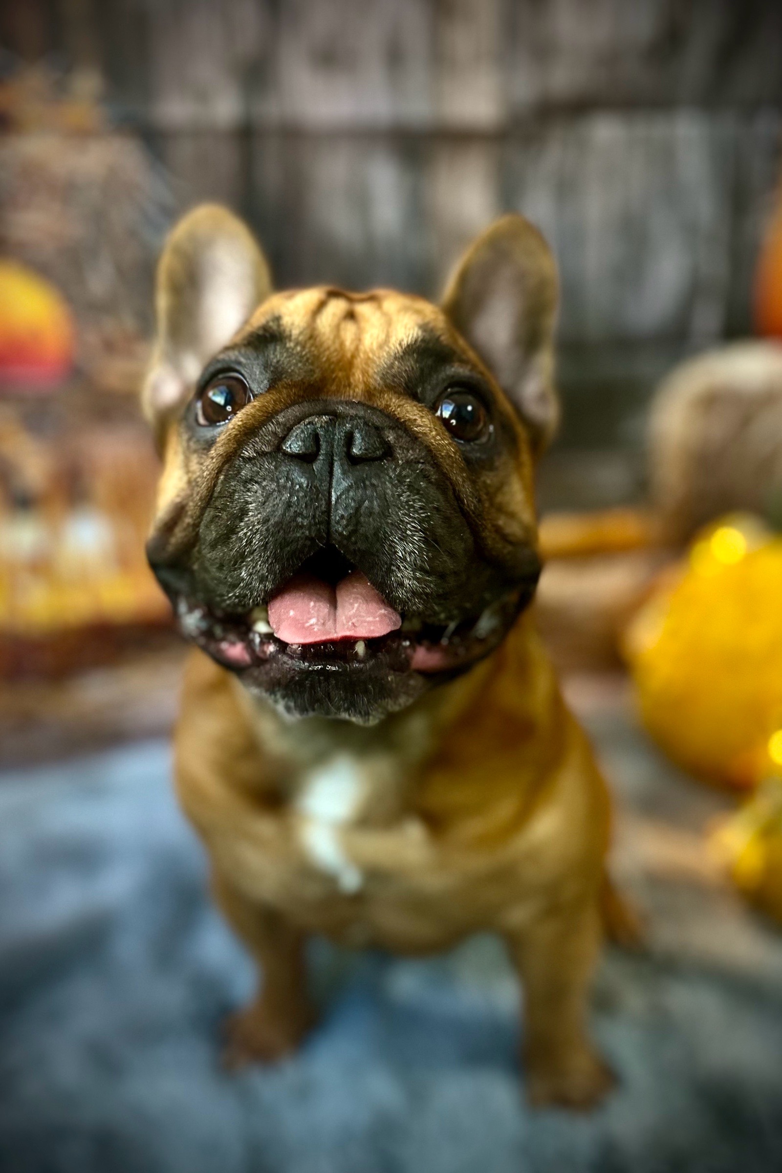 Vénusz kutyakozmetika Makó galéria