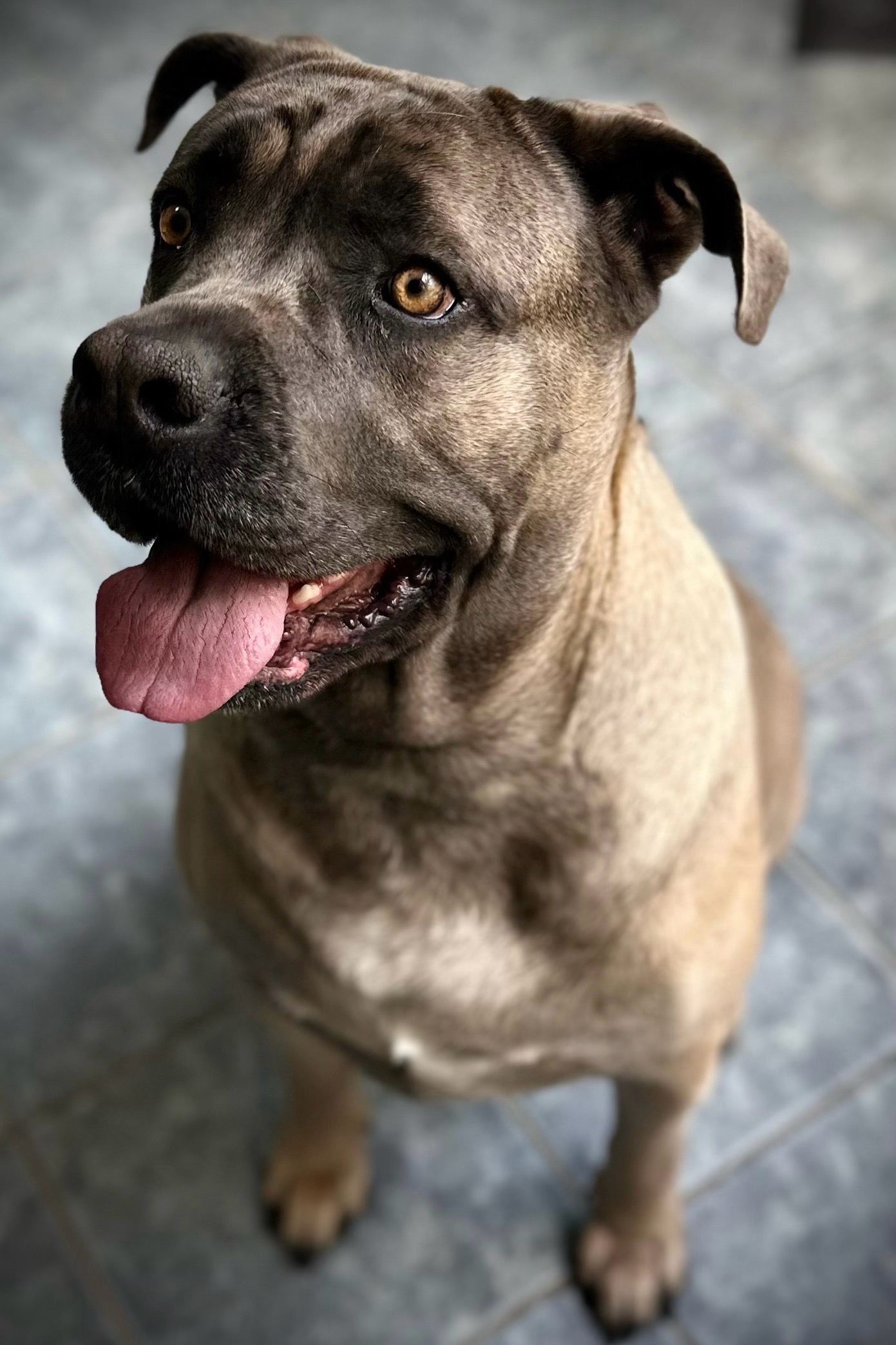 Vénusz kutyakozmetika Makó galéria