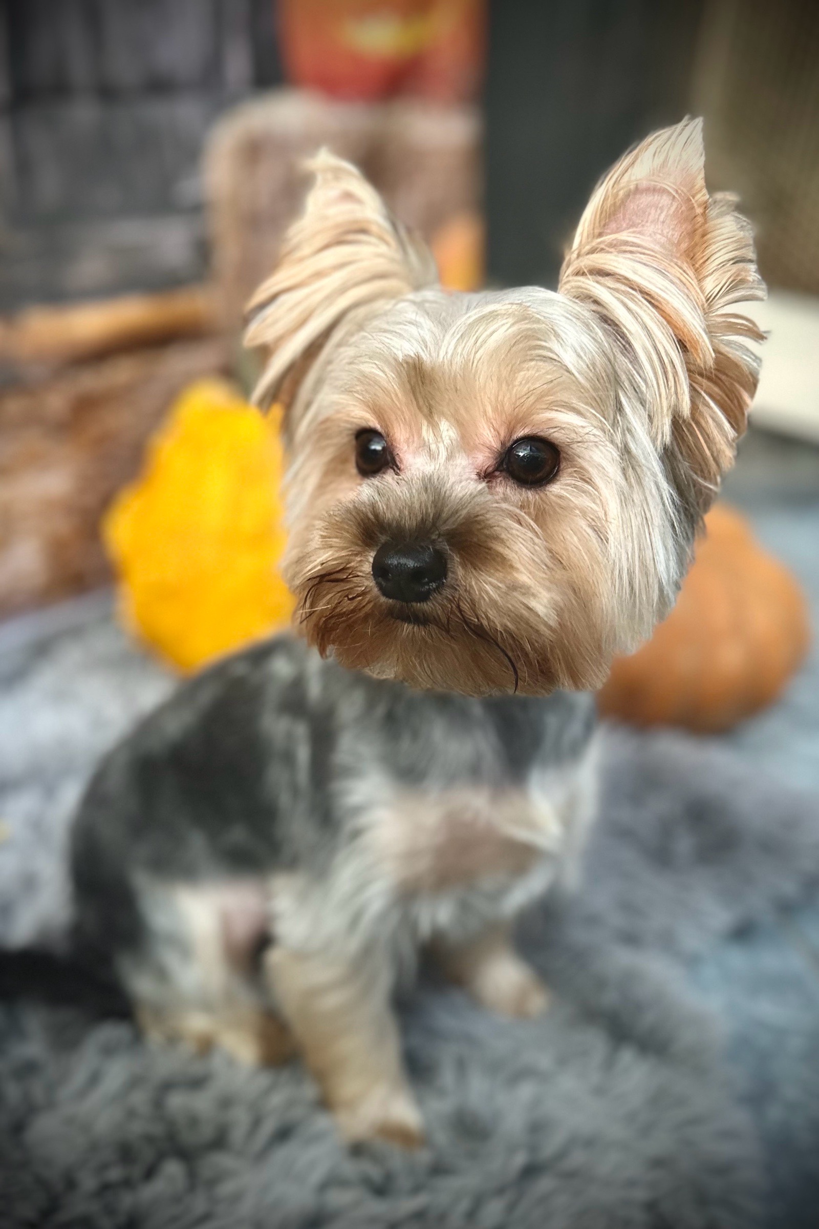 Vénusz kutyakozmetika Makó galéria